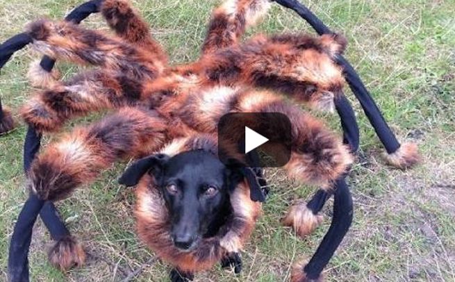 Mutant Giatn Spider Dog